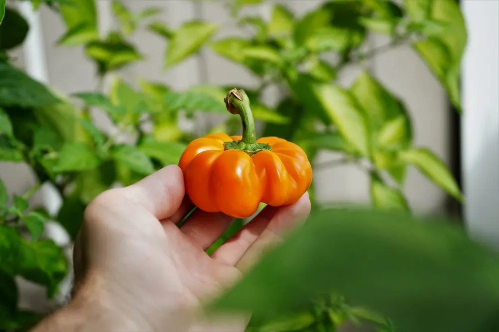 Paradeisfruchtiger Gelber pepper