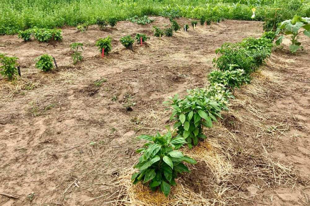 In ground pepper garden