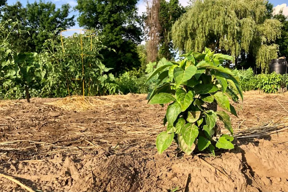 Pepper plant in the sun