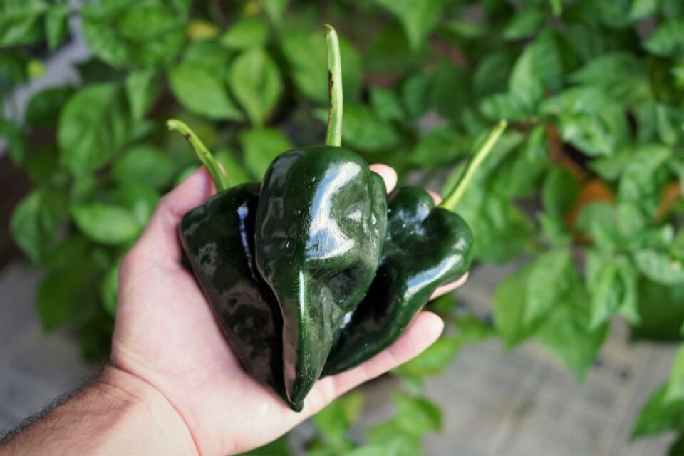 When To Pick Poblano Peppers (Simple Harvesting Tips) - Pepper Geek