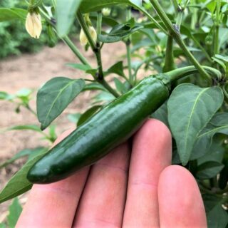 Serrano pepper on plant