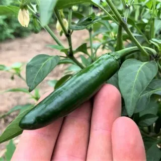 Serrano pepper on plant