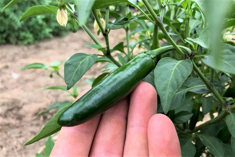 Serrano pepper on plant