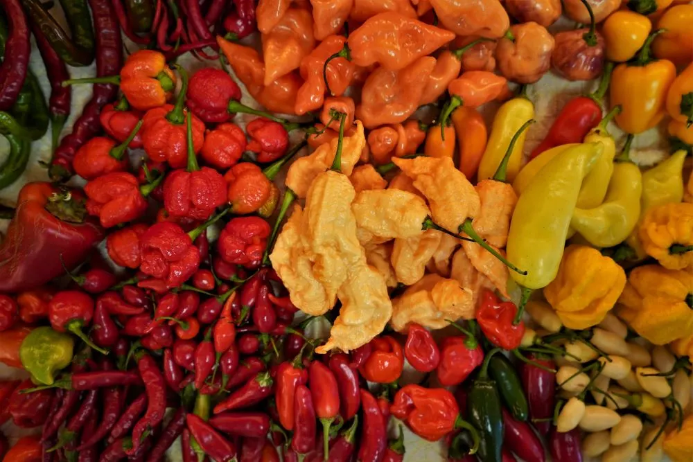 2020 Hot Pepper Harvest at Pepper Geek