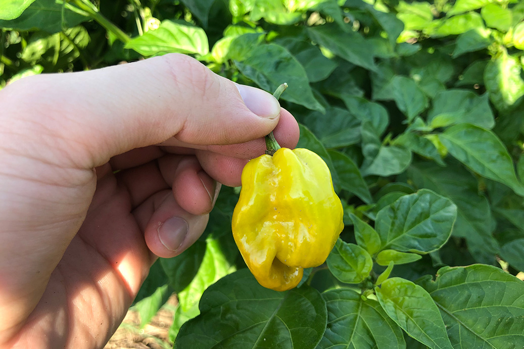 ghost pepper scoville Carolina reaper