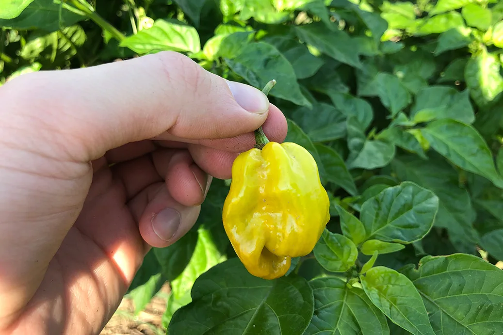 Hot pepper in hand