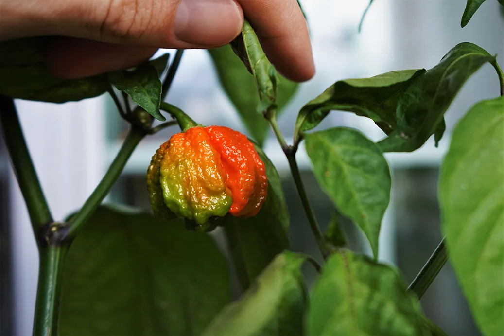 Mustard Carolina Reaper - Seeds