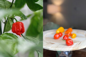 Carolina Reaper Vs. Habanero Pepper - Pepper Geek