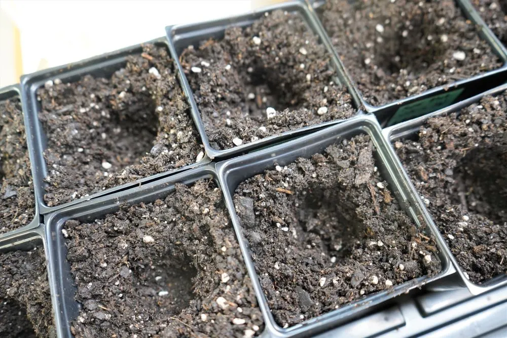 3 inch pots with prepared soil