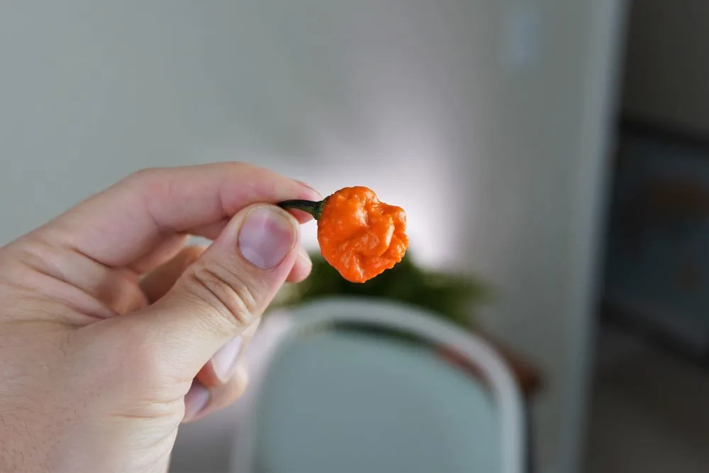 Black Panther Orange Pepper