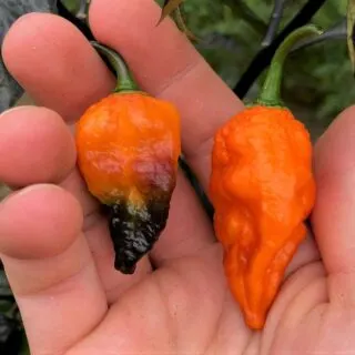Black Panther Peppers