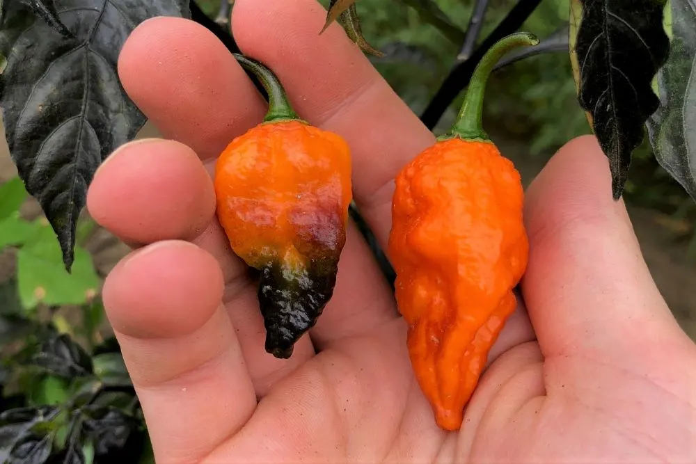 Black Panther Peppers