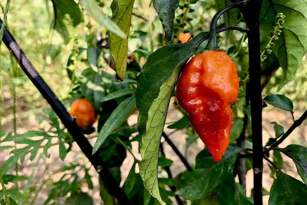 Black panther orange peppers on the plant