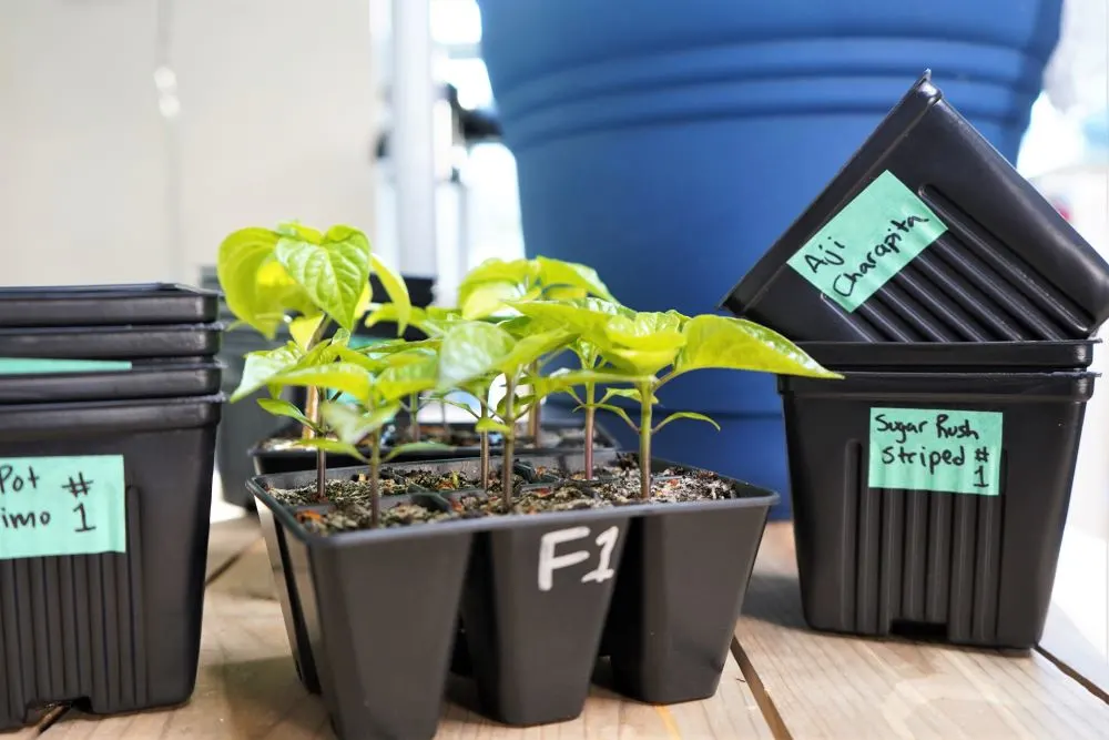 Labeling 3 inch pots for transplanting