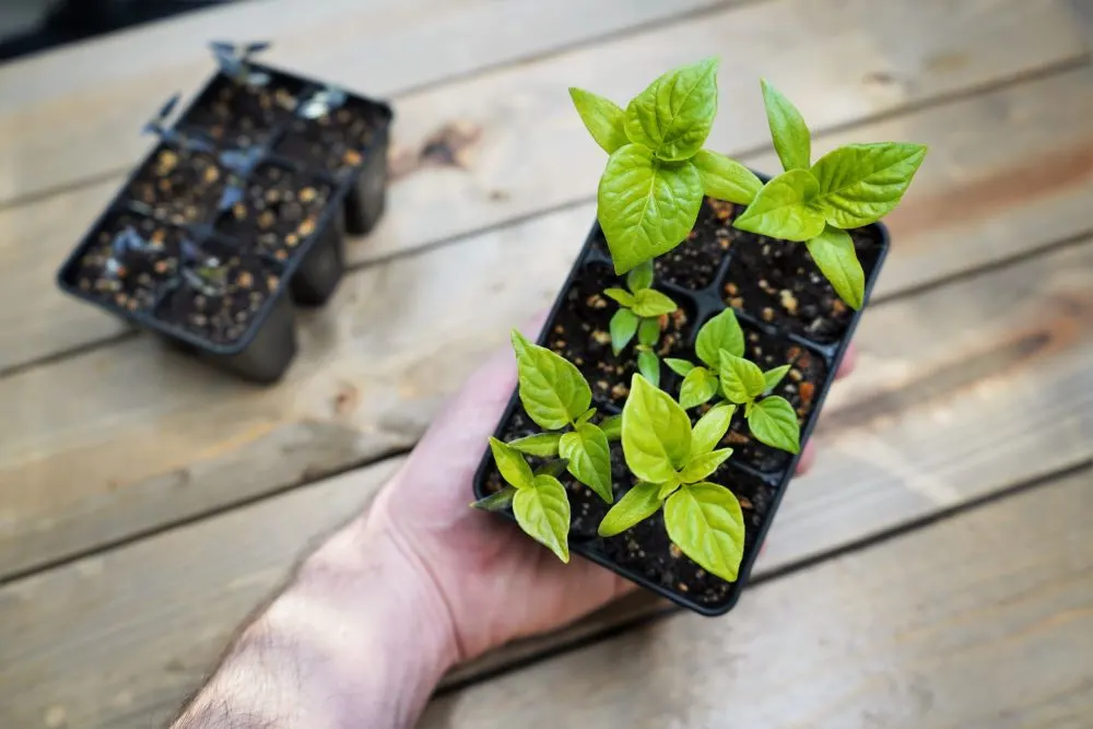 Pepper Seed Cells with Seedlings