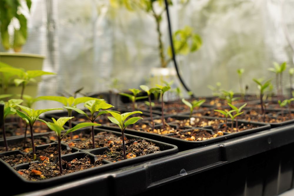 Pepper Seedling Trays