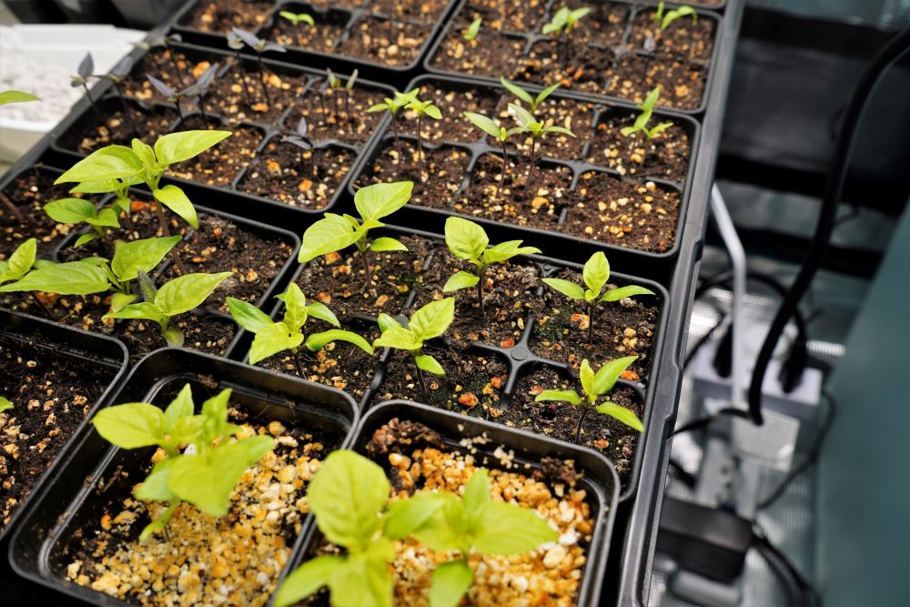 top-10-how-to-grow-hot-peppers-from-seed