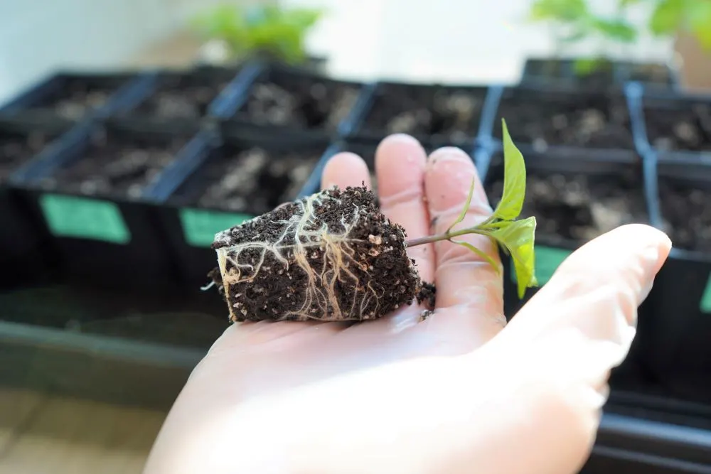 Pepper seedling plug