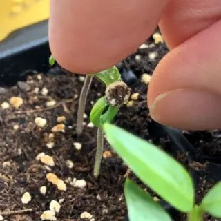 Removing seed coat from seedling