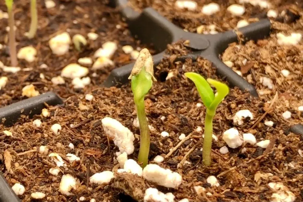 Seed coat stuck on seedling