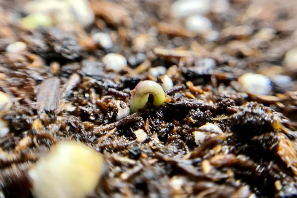 Pepper seedling emerging from soil