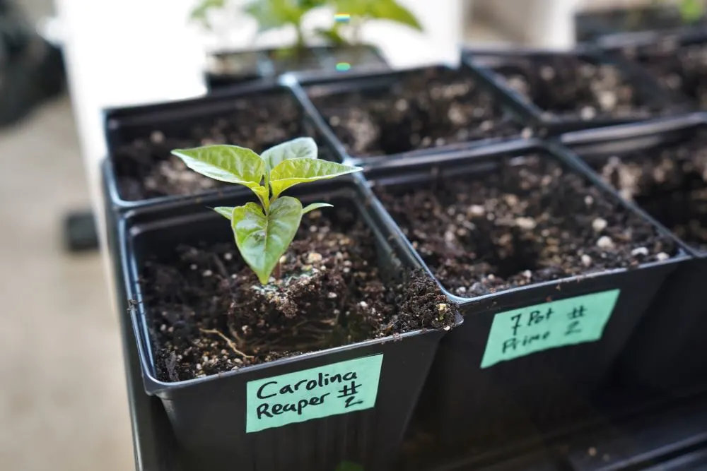 Seedling placed in 3 inch pot hole