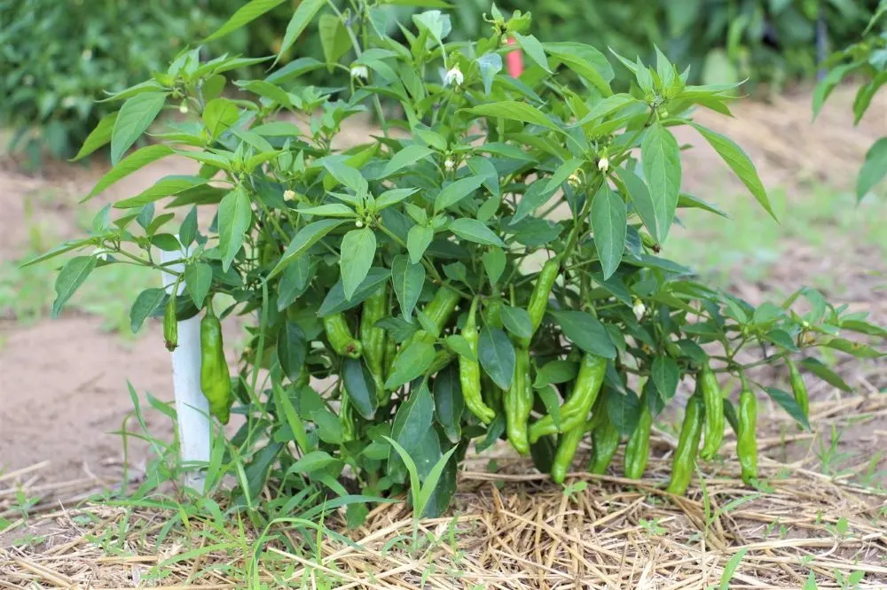 Shishito pepper plant