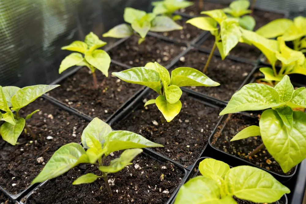 Transplanted Peppers