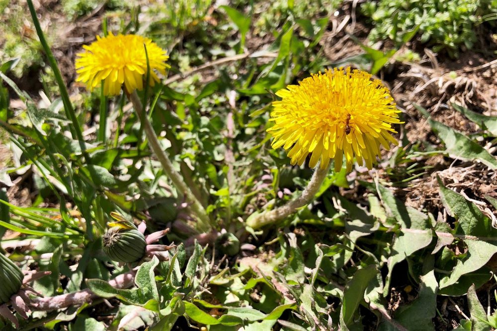 Dandelion