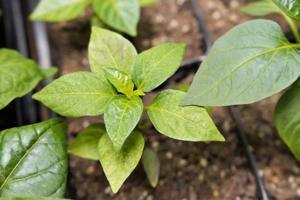 Edema on small pepper plant