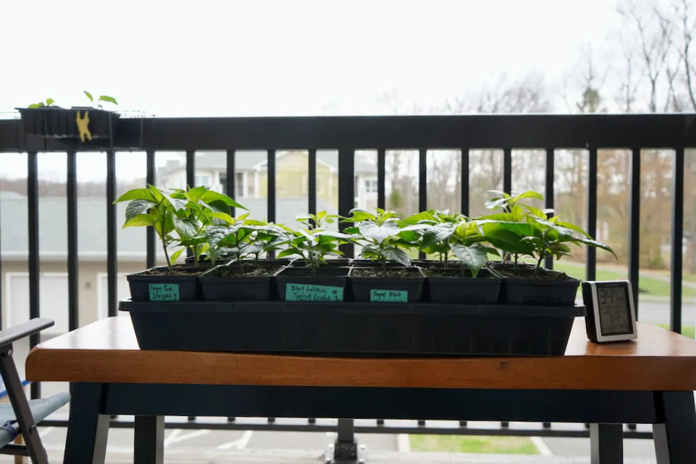 Hardening off pepper plants