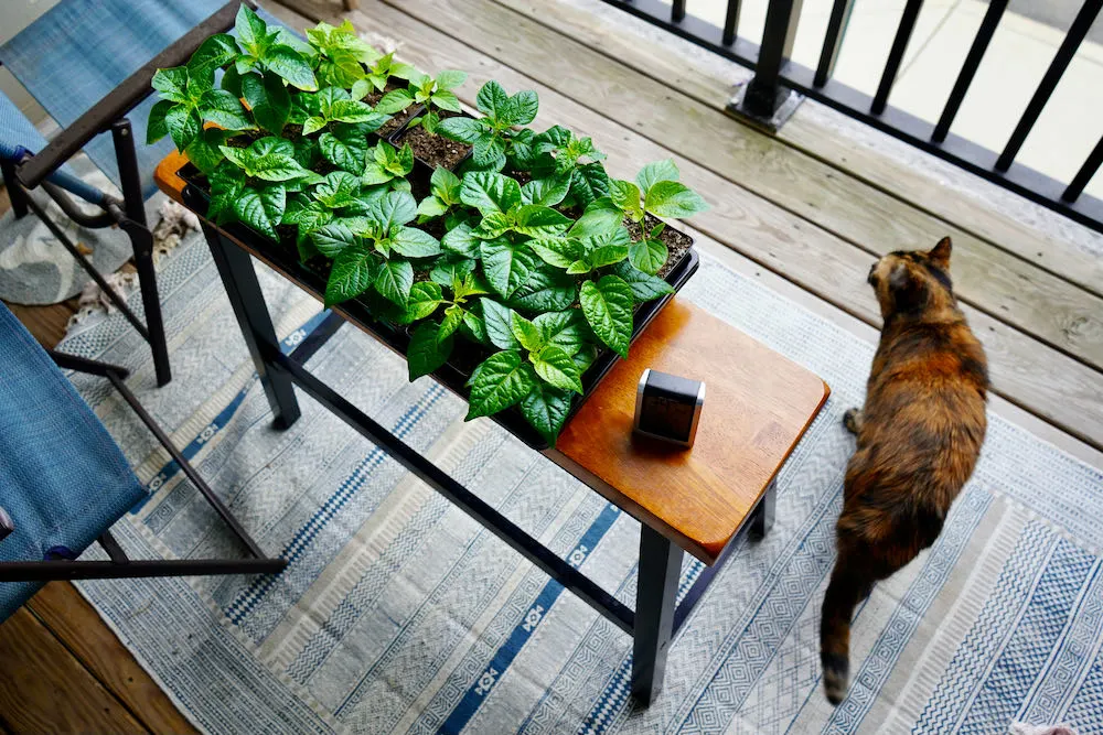 Hardening off pepper plants