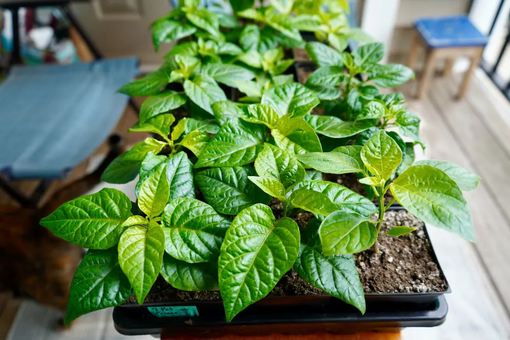 Pepper Plants