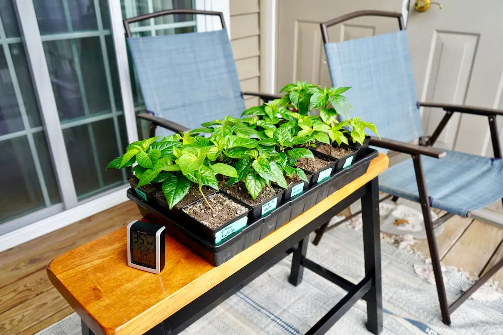 Hardening off pepper plants outdoors