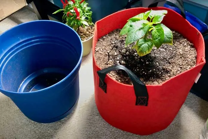 Grow bag with pepper plant.