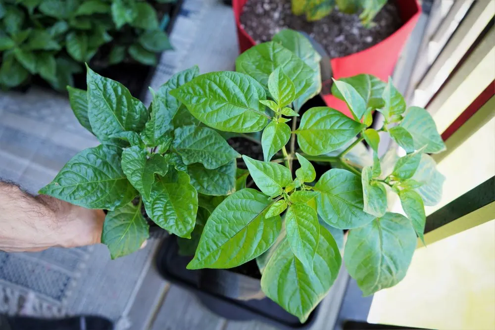 Bhut Jolokia Solid Gold pepper plant
