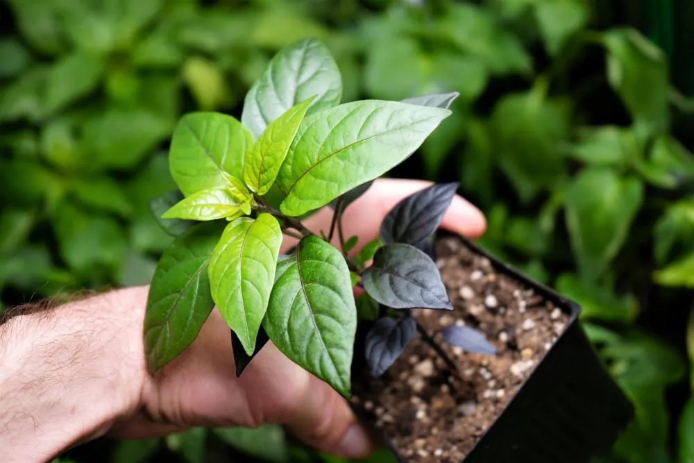 Young Black Pearl Pepper Plant.