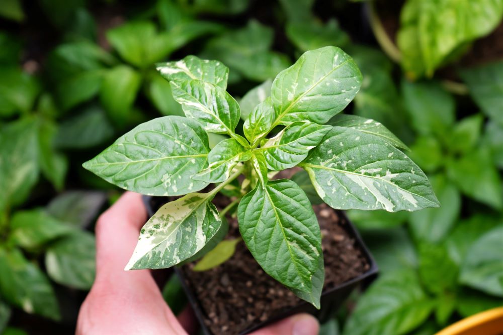 Ornamental Fish pepper plant