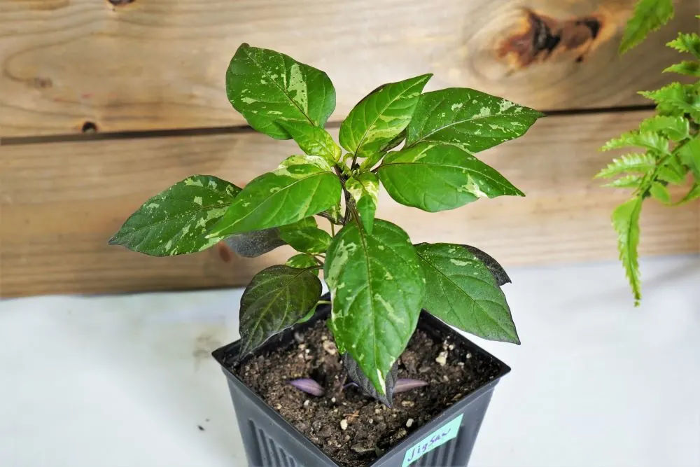 Ornamental Jigsaw pepper plant young