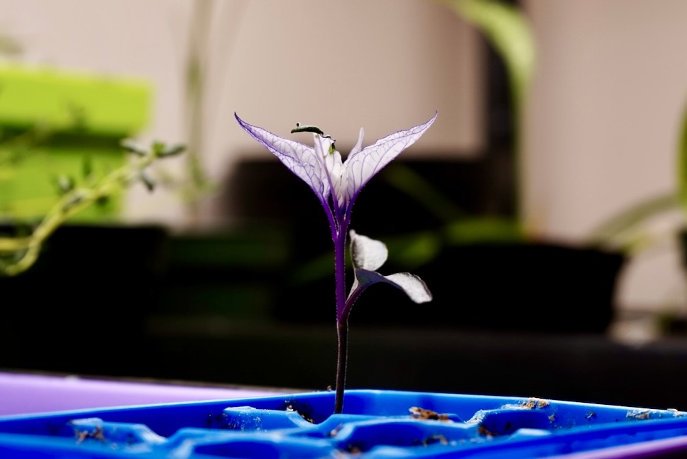 Mattapeno x Purple Flash F2 Pepper Seedling