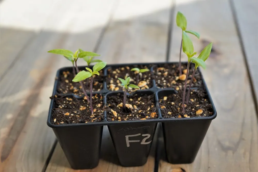 Pepper seedlings in seed cell tray