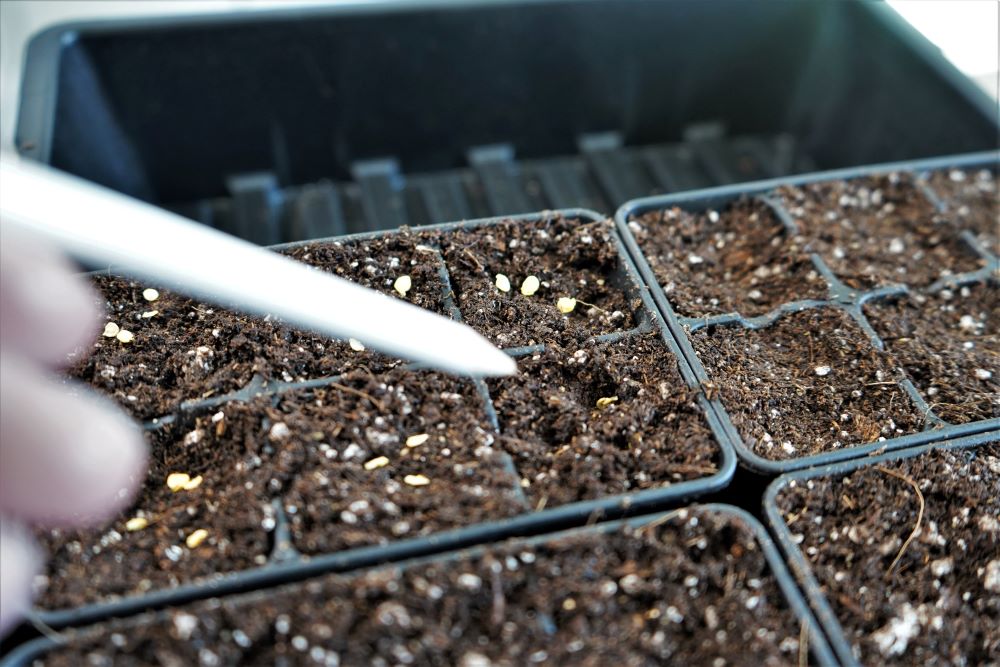 Planting pepper seeds