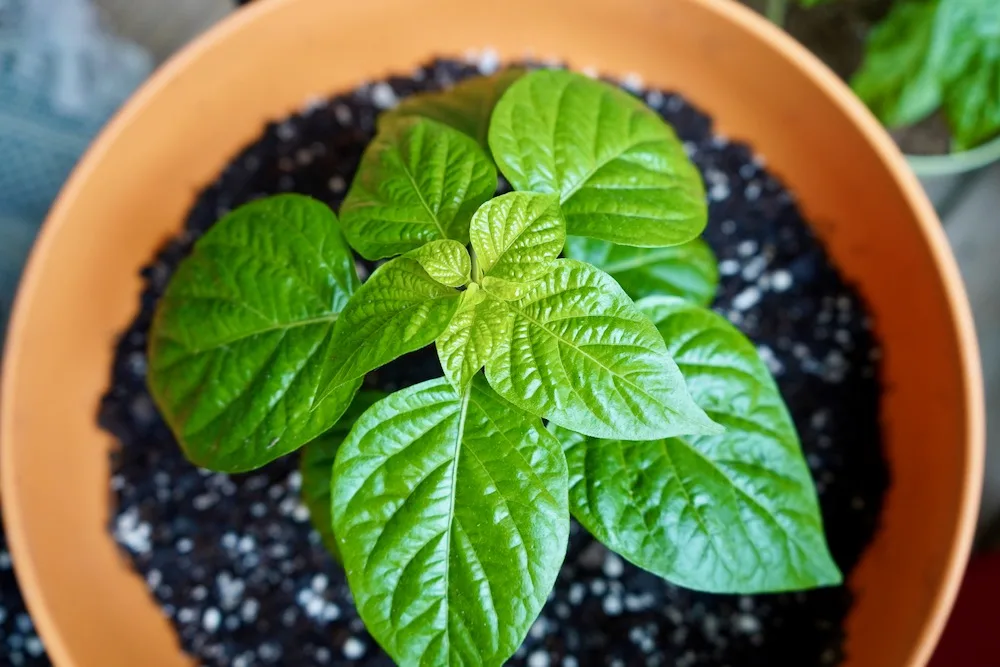 Scotch bonnet growing in large pot