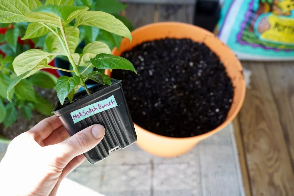 Transplanting scotch bonnet plant into 5 gallon pot