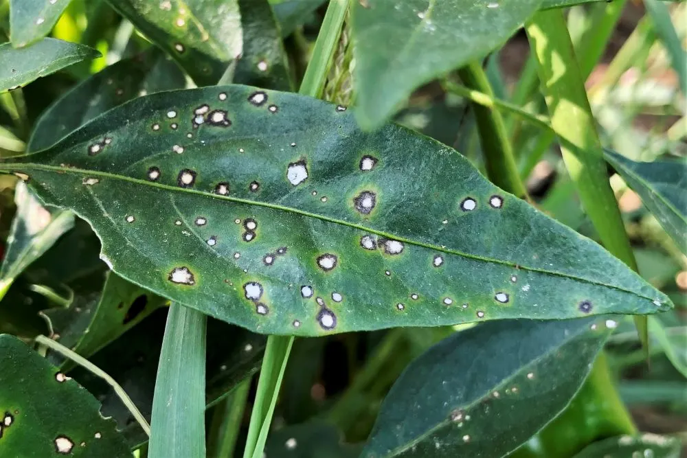 Bacterial leaf spot peppers white