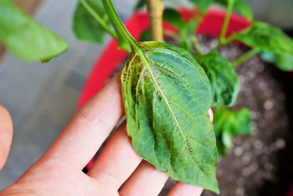 Brown patches on pepper leaf - fungal issues
