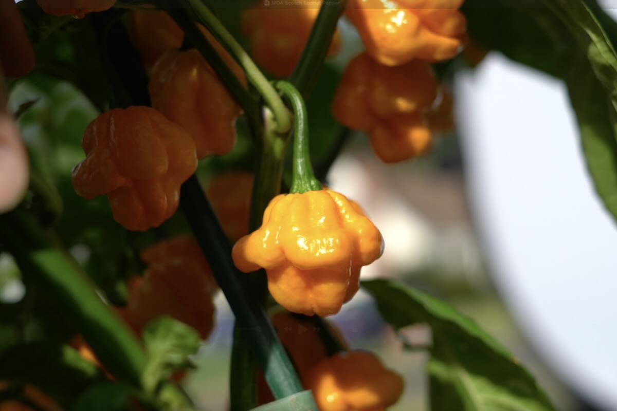 How To Grow Scotch Bonnet Peppers – Seed to Harvest