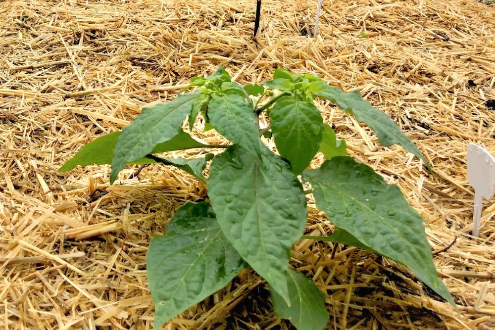 Mulched pepper plant