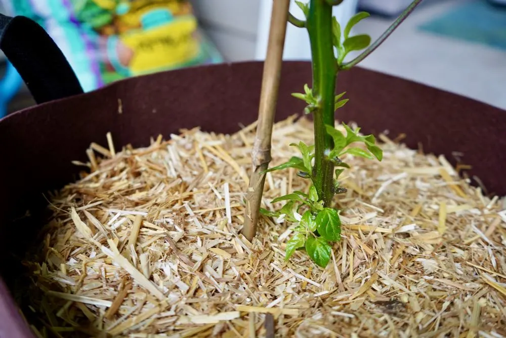 Mulched and staked pepper plant