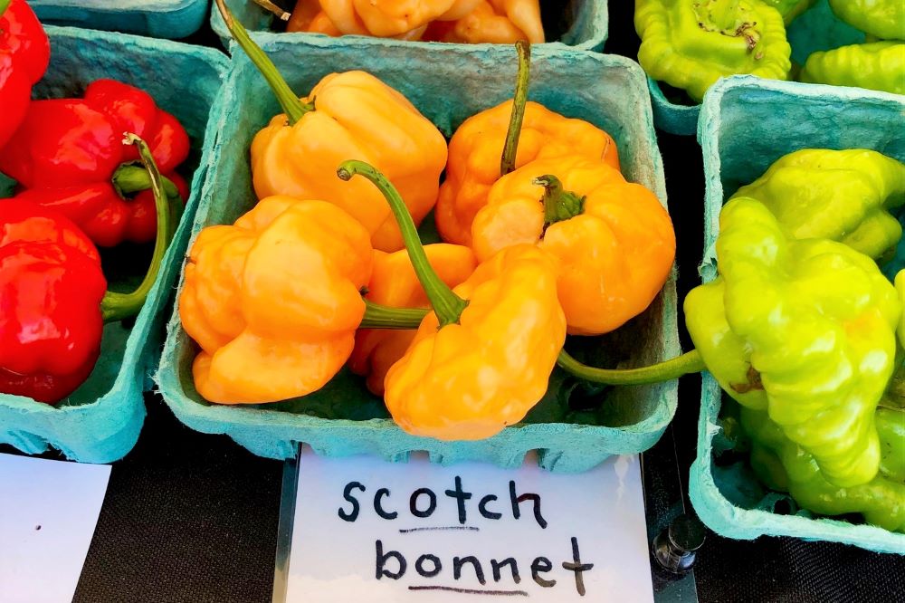 Scotch Bonnet Orange